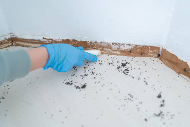 Best Affordable Pest Control Services  in Hiram, OH